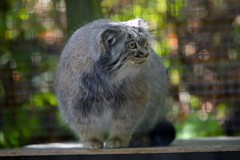 A photograph of Aysen in Košice Zoo