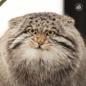 Grey the Pallas's cat from Novosibirsk Zoo
