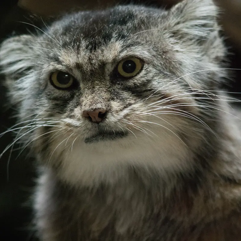 A photograph of Primula in Ueno Zoological Gardens