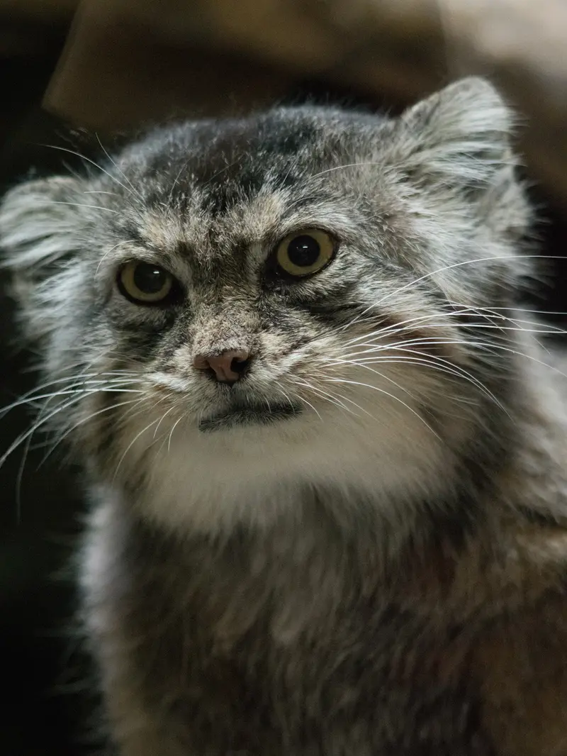A photograph of Primula in Ueno Zoological Gardens