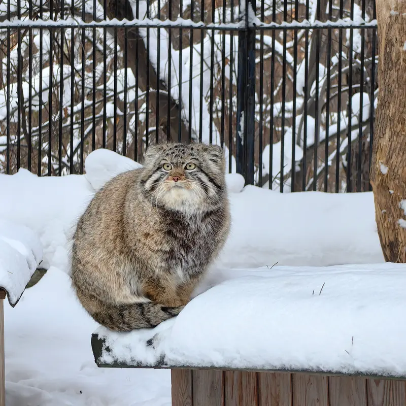A photograph of Son of Eve 2023 Ⅳ in Novosibirsk Zoo