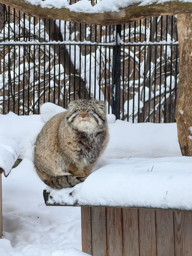 A photograph of Son of Eve 2023 Ⅳ in Novosibirsk Zoo