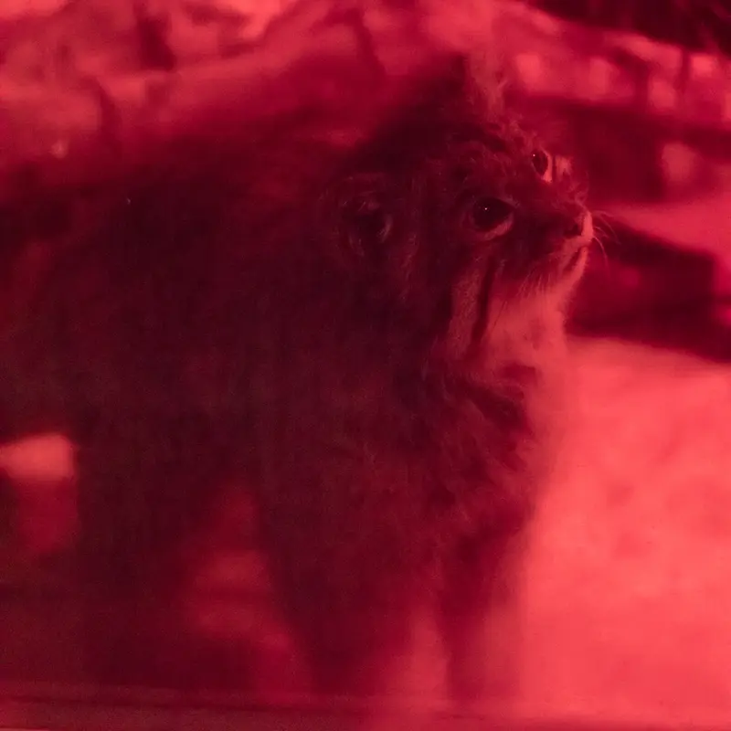 A photograph of Naim in Ueno Zoological Gardens