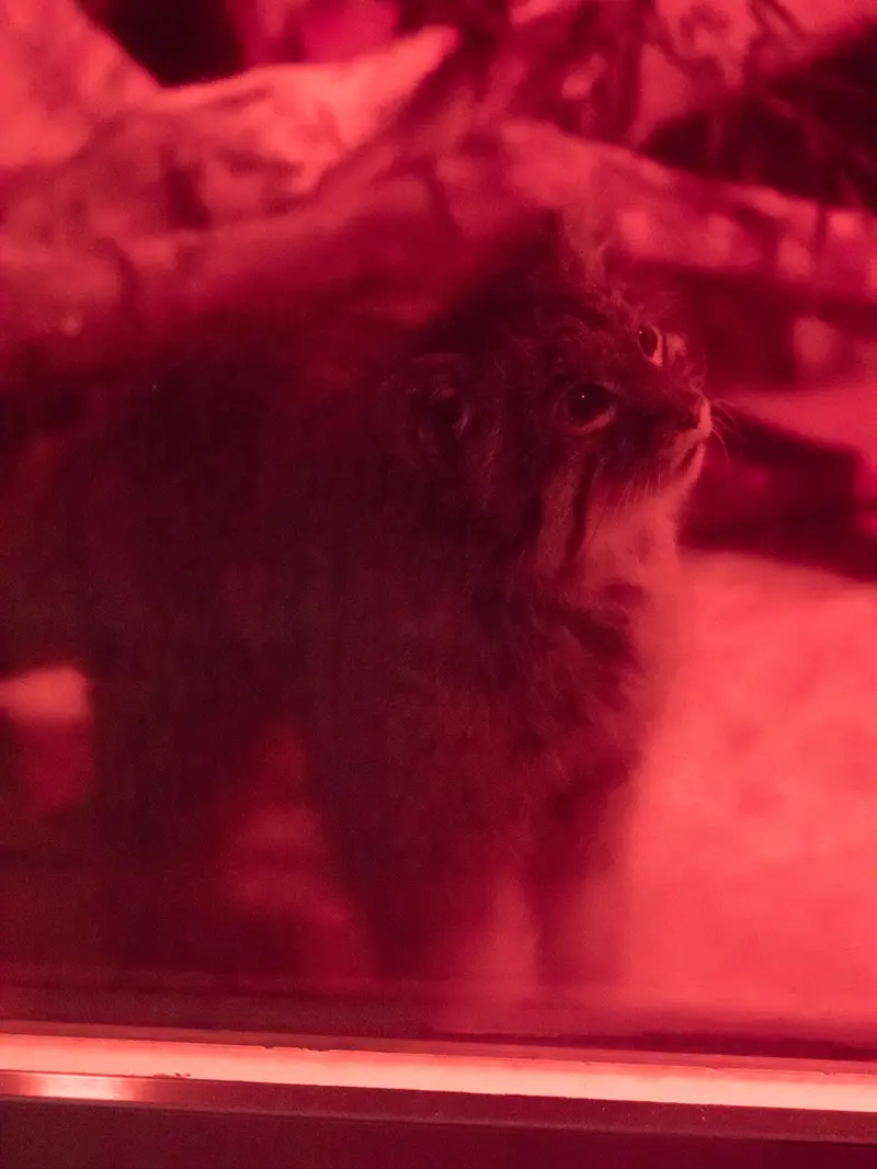 A photograph of Naim in Ueno Zoological Gardens