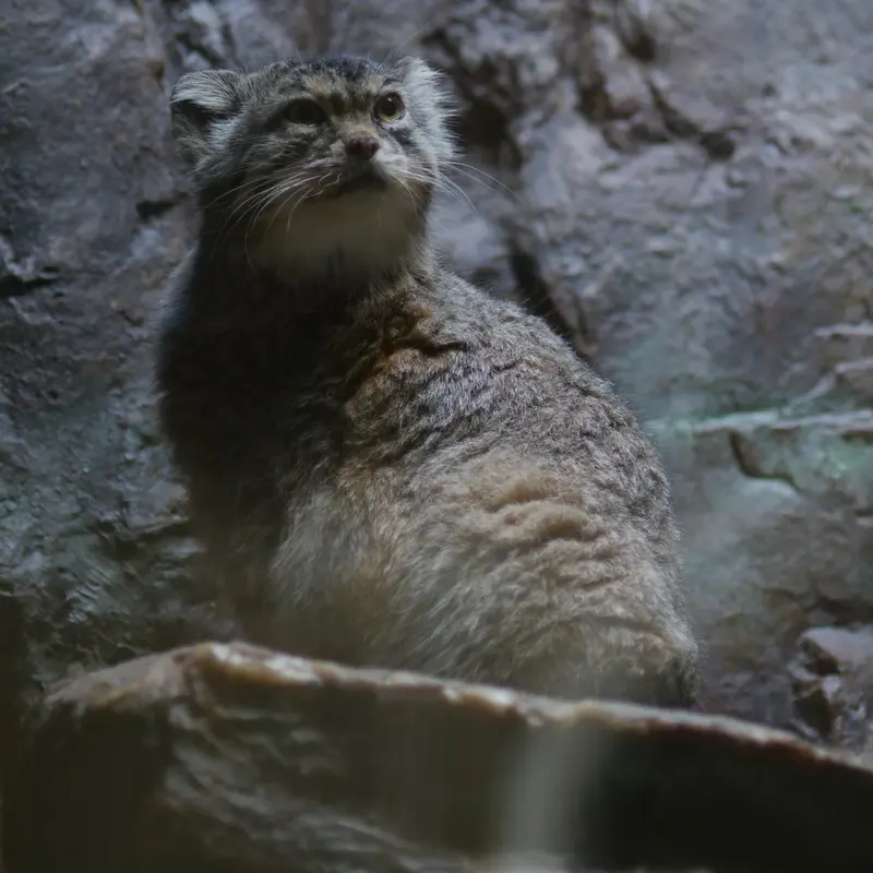 A photograph of Primula in Ueno Zoological Gardens