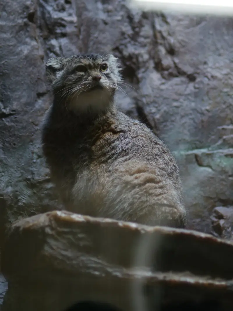 A photograph of Primula in Ueno Zoological Gardens