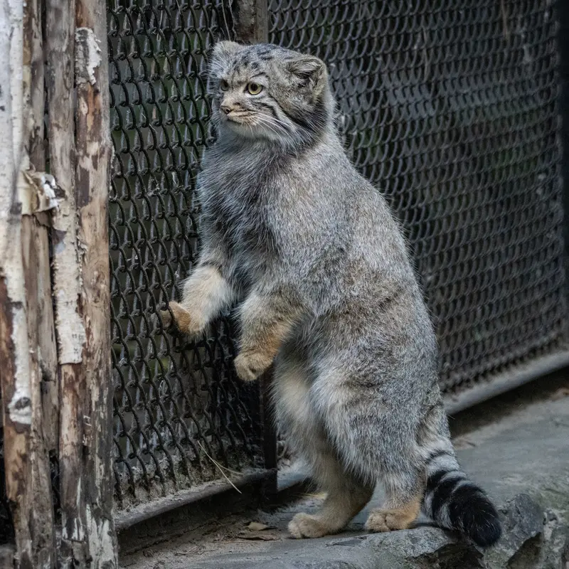 A photograph of a Pallas's cat in Novosibirsk Zoo