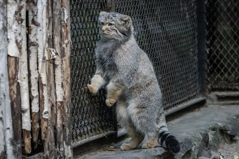 A photograph of a Pallas's cat in Novosibirsk Zoo