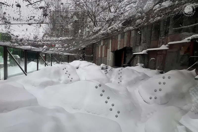 A photograph of a Pallas's cat in Moscow zoo