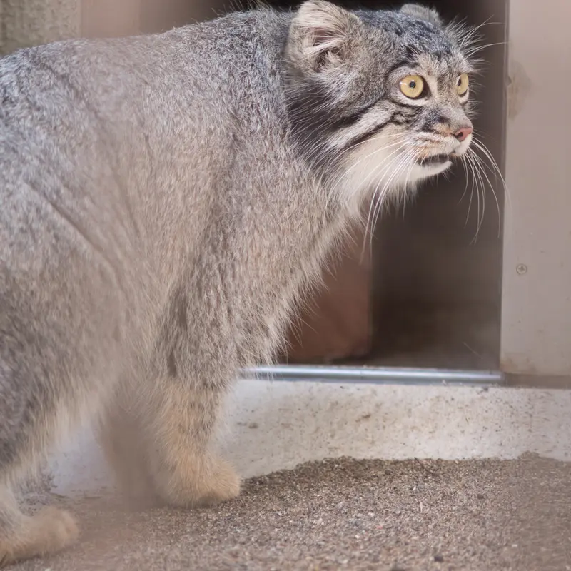 A photograph of Figa in Nogeyama Zoo