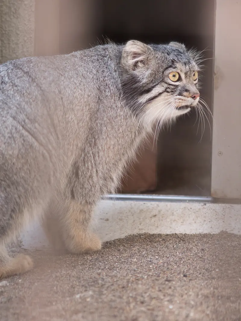 A photograph of Figa in Nogeyama Zoo