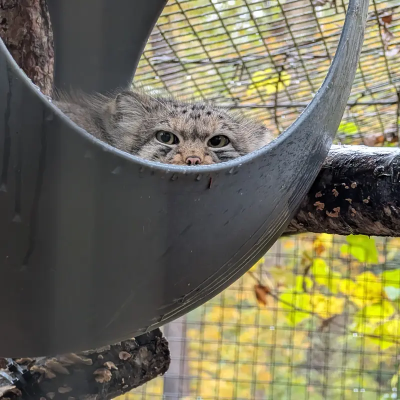 A photograph of Brie in Oglebay Good Zoo