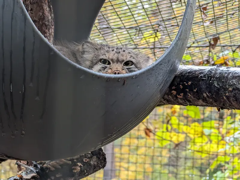A photograph of Brie in Oglebay Good Zoo