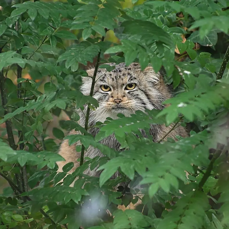 A photograph of Buchta in Spaycific'Zoo