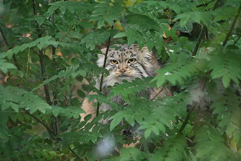 A photograph of Buchta in Spaycific'Zoo