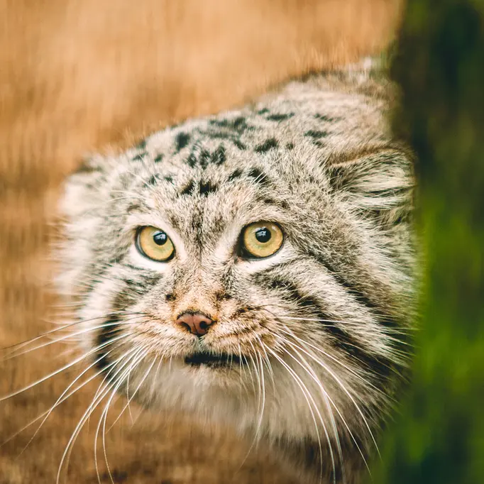 A photograph of a Pallas's cat in Lithuanian Zoo
