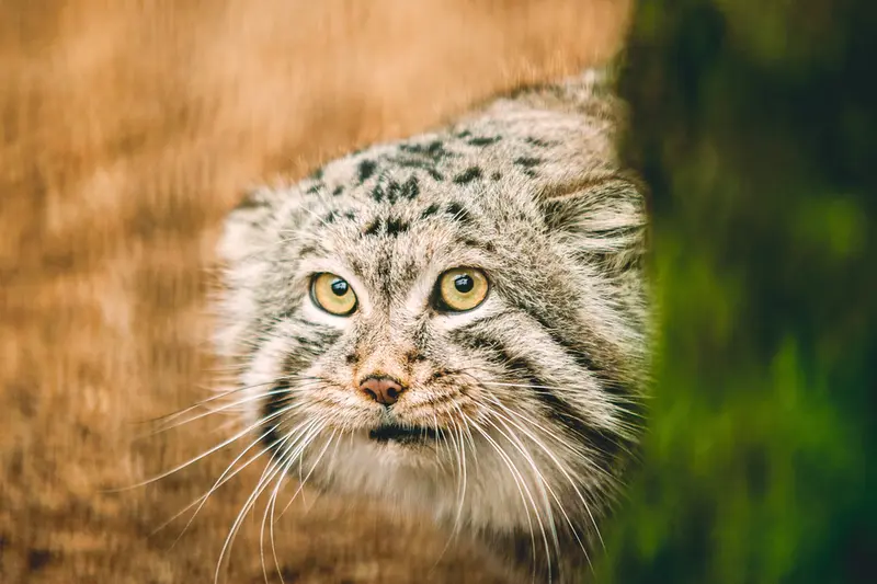 A photograph of a Pallas's cat in Lithuanian Zoo