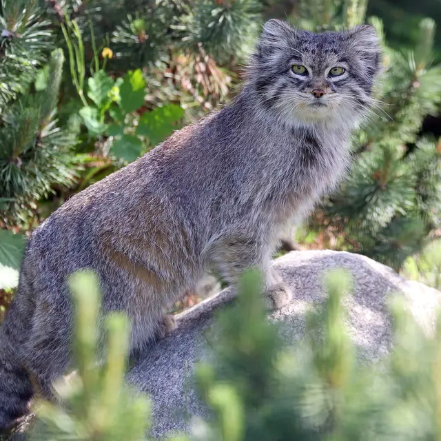 A photograph of Juran in Tierpark Berlin