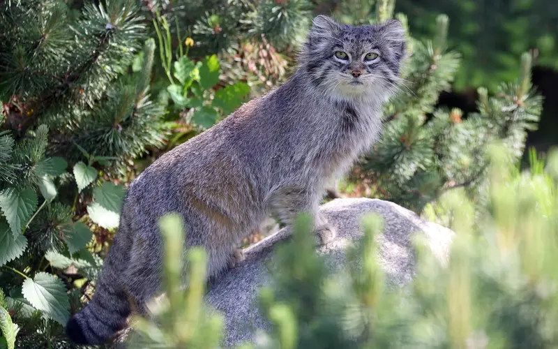 A photograph of Juran in Tierpark Berlin