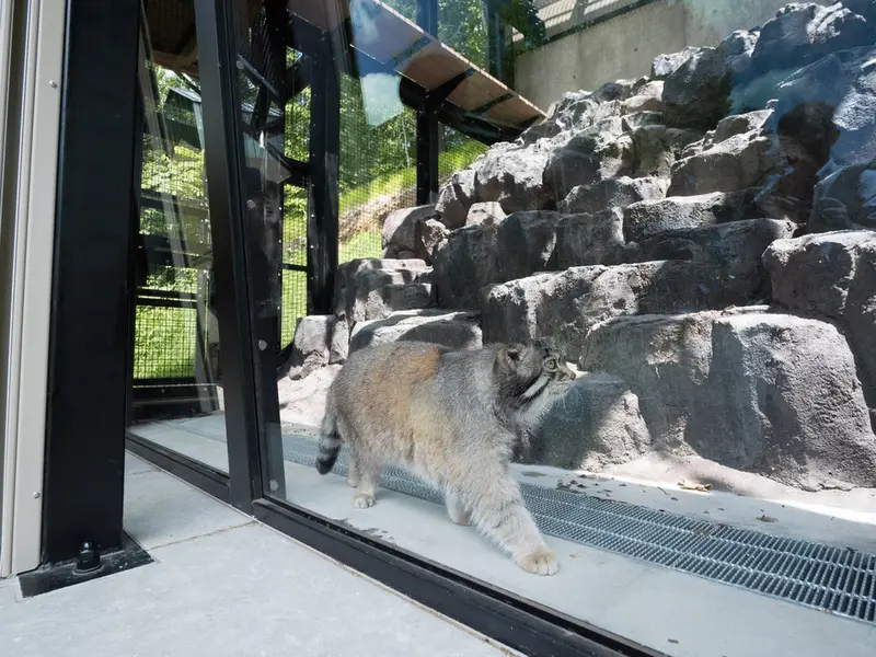 A photograph of Grusha in Asahiyama Zoo