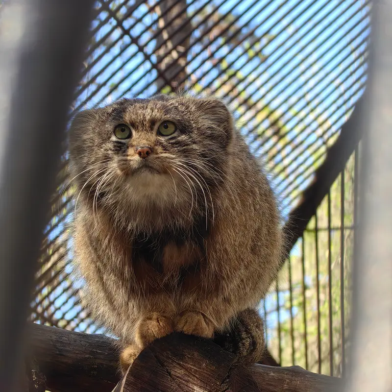 A photograph of Grey in Novosibirsk Zoo