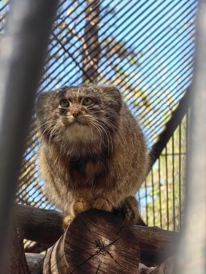 A photograph of Grey in Novosibirsk Zoo
