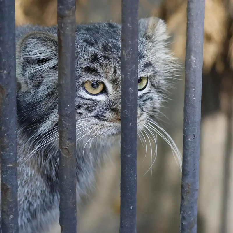 A photograph of Katun in Novosibirsk Zoo