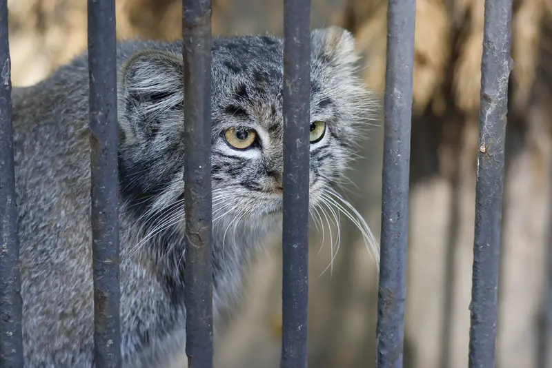 A photograph of Katun in Novosibirsk Zoo