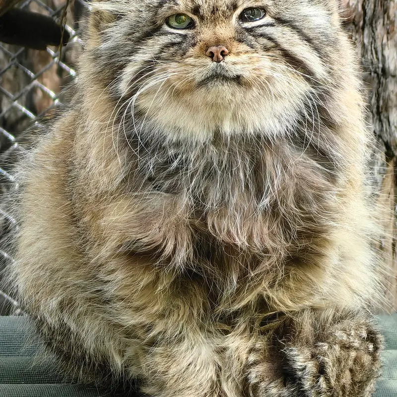 A photograph of Zelenogorsk in Novosibirsk Zoo