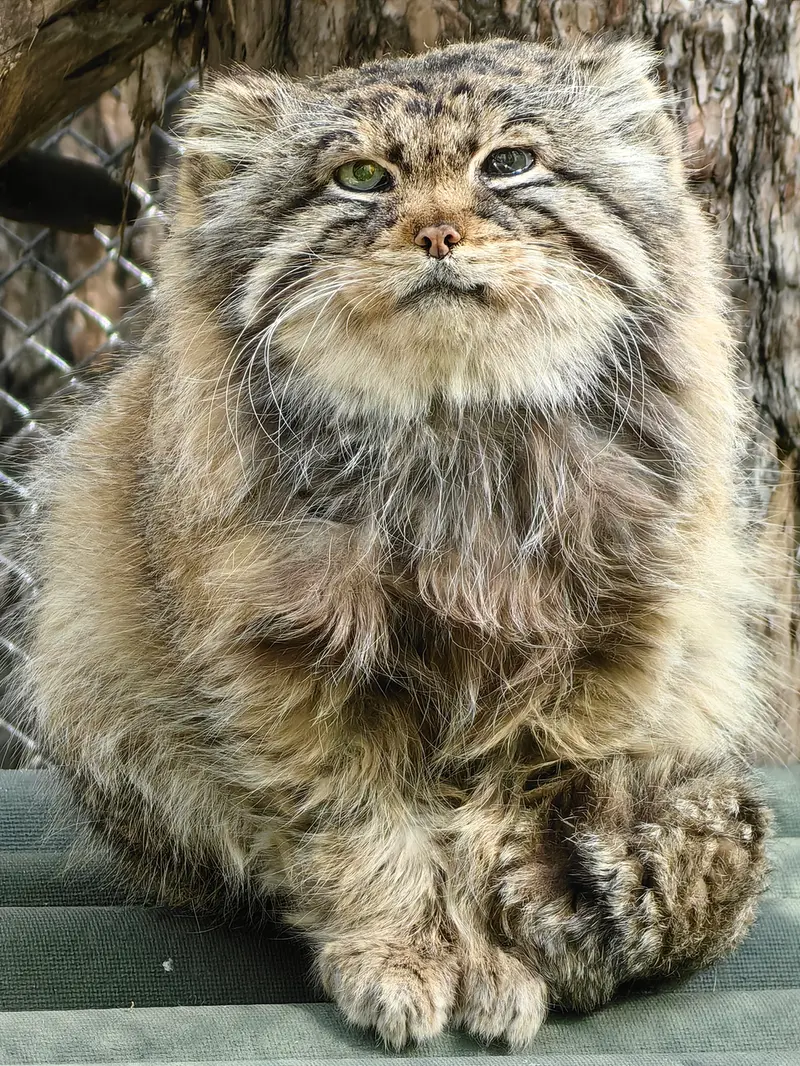 A photograph of Zelenogorsk in Novosibirsk Zoo