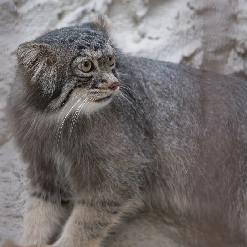 A photograph of Figa in Nogeyama Zoo