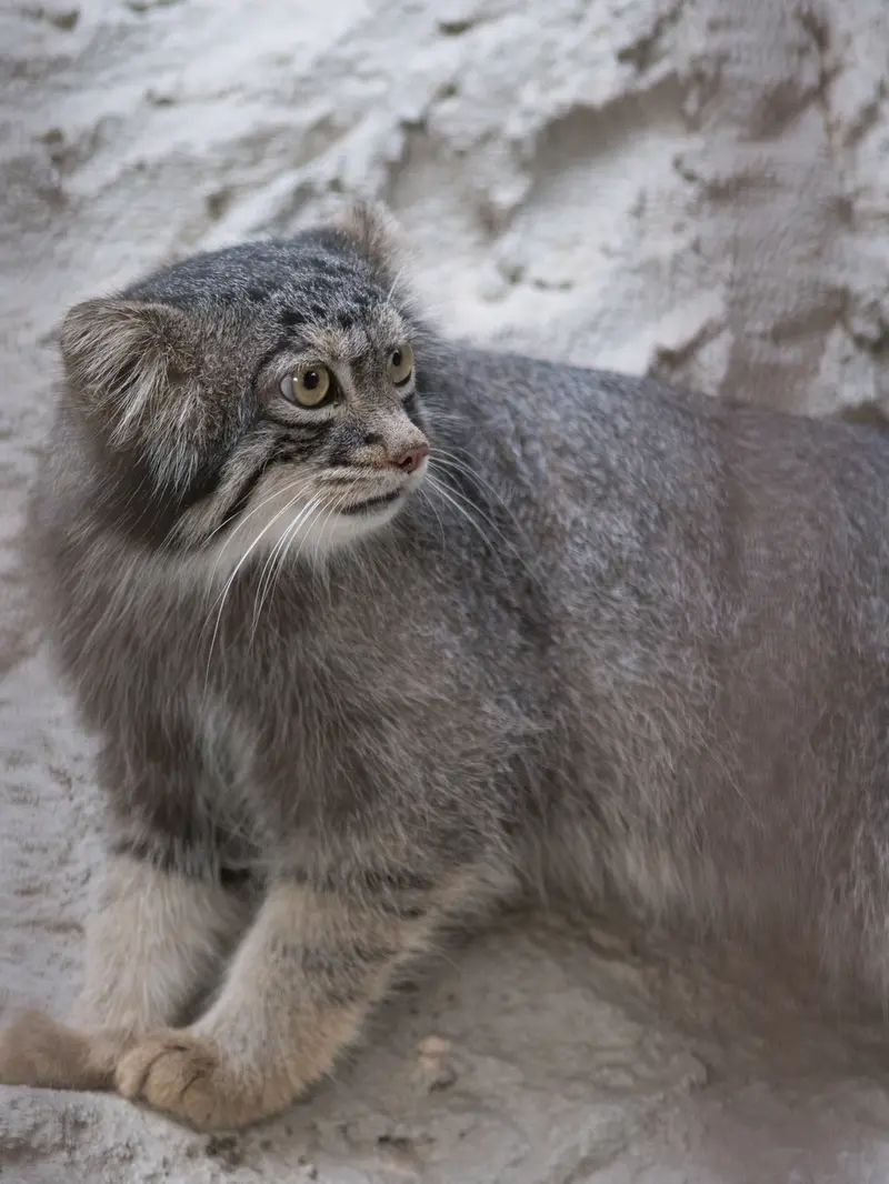 A photograph of Figa in Nogeyama Zoo