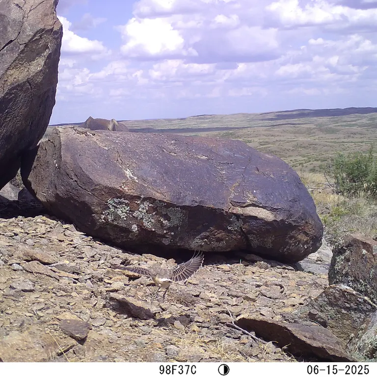 A photograph of a Pallas's cat from Koshkar camera trap