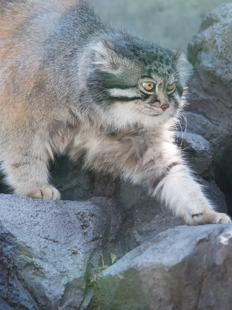 A photograph of Grusha in Asahiyama Zoo