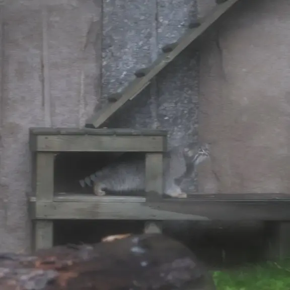 A photograph of a Pallas's cat in Moscow zoo