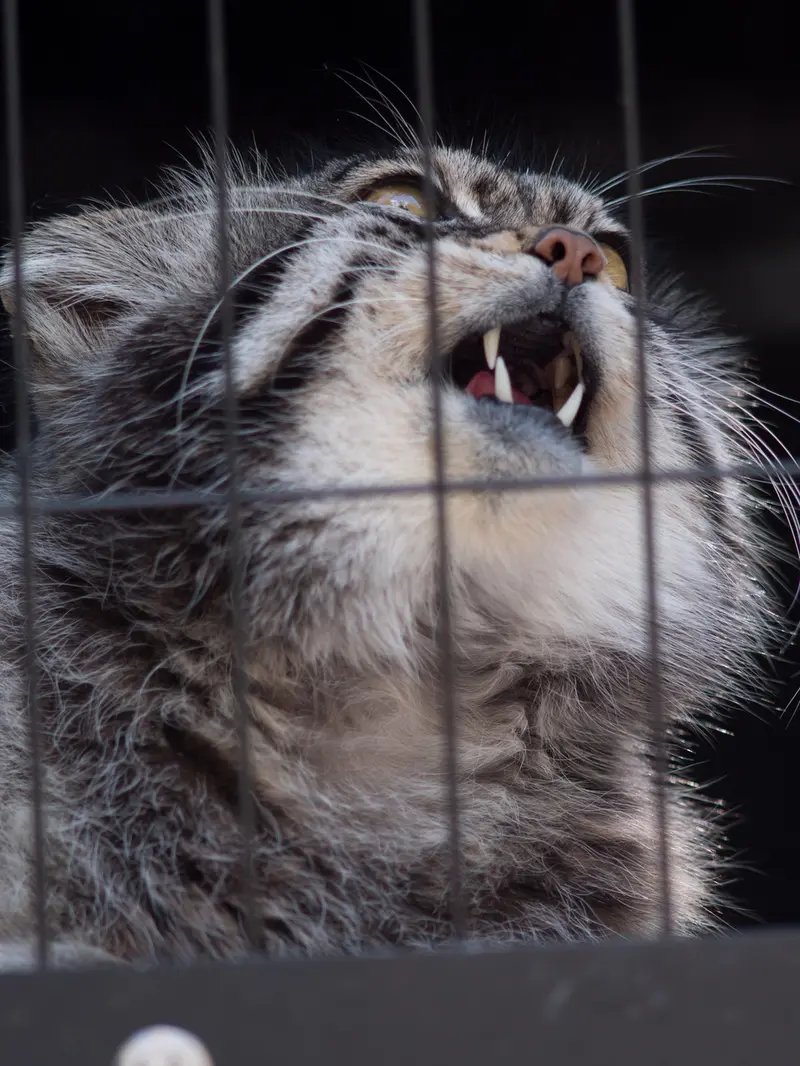 A photograph of Grusha in Asahiyama Zoo