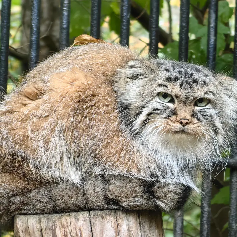 A photograph of Gabi in Novosibirsk Zoo