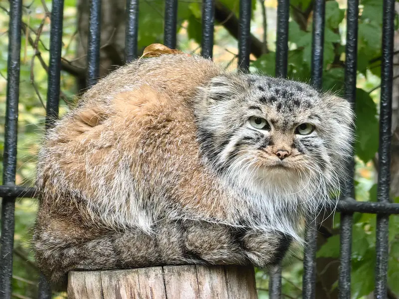 A photograph of Gabi in Novosibirsk Zoo