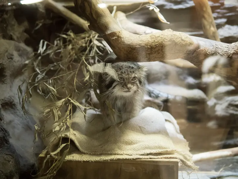 A photograph of Klyon in Ueno Zoological Gardens