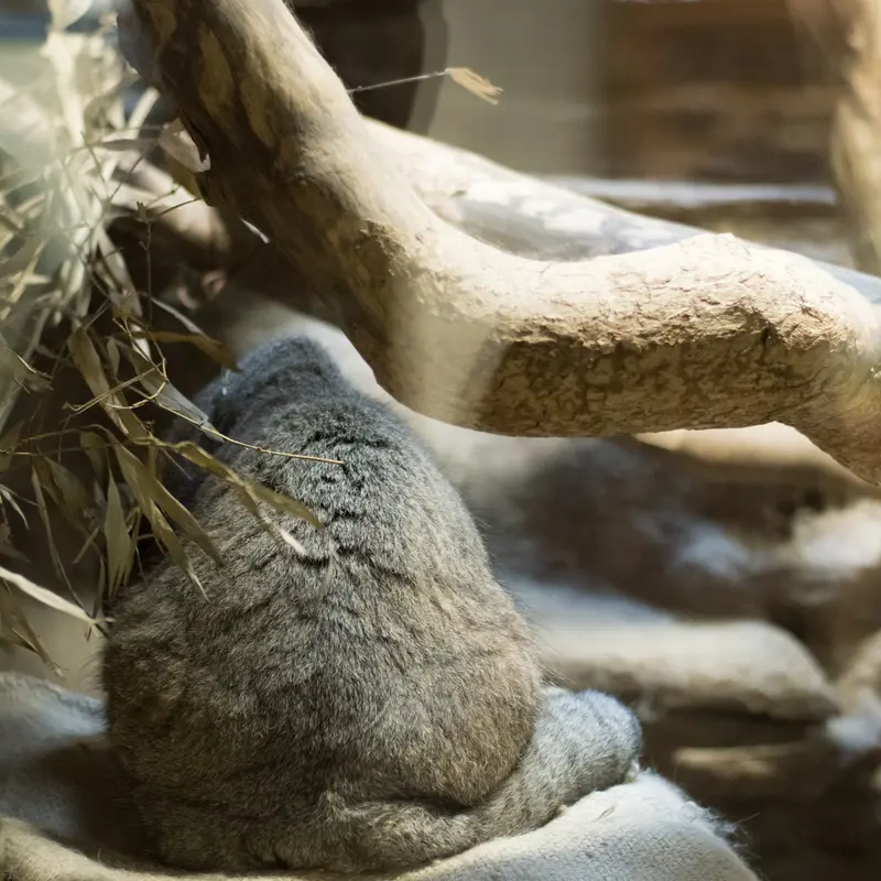 A photograph of Klyon in Ueno Zoological Gardens