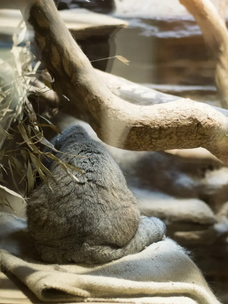 A photograph of Klyon in Ueno Zoological Gardens
