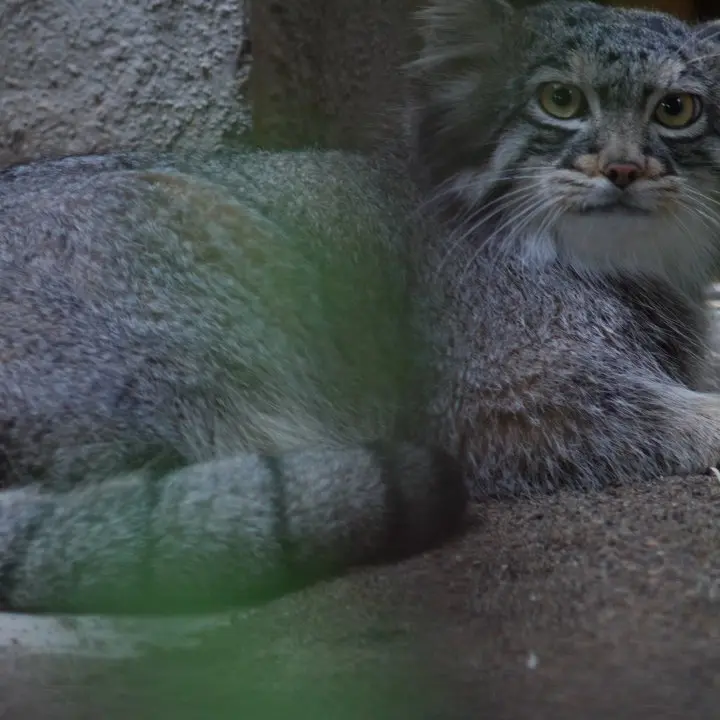 A photograph of a Pallas's cat in Nogeyama Zoo