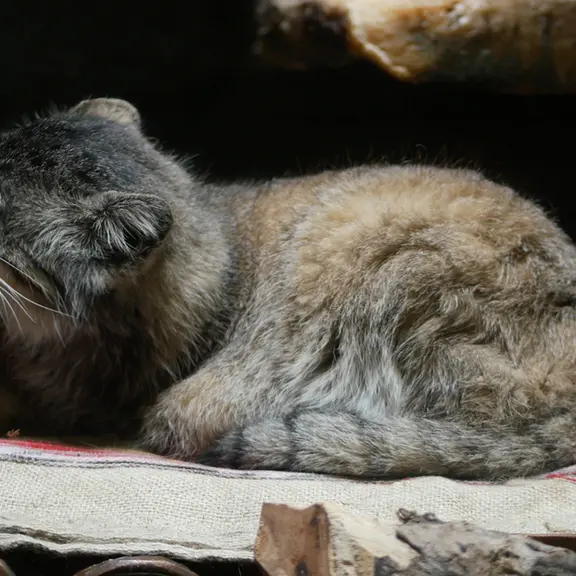 A photograph of a Pallas's cat in Ueno Zoological Gardens