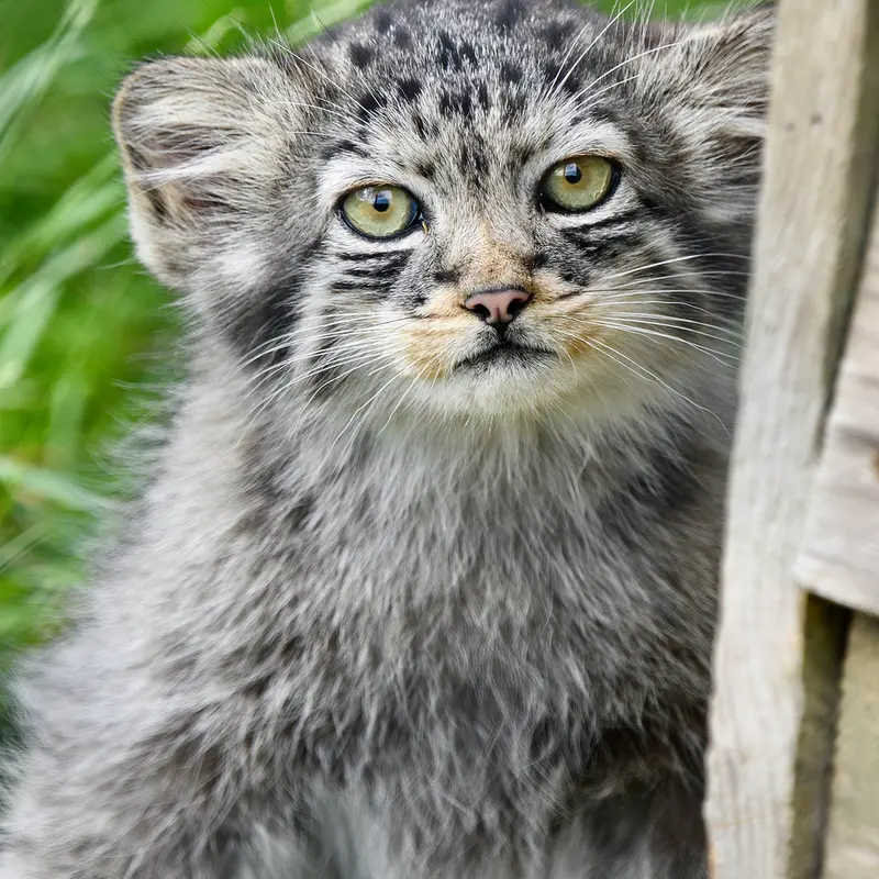 A photograph of a Pallas's cat in Port Lympne Wild Animal Park