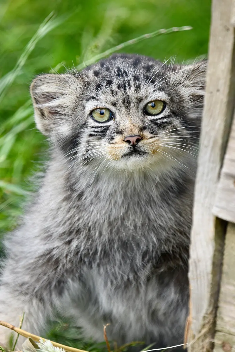 A photograph of a Pallas's cat in Port Lympne Wild Animal Park