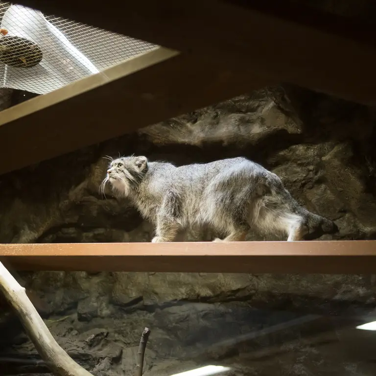 A photograph of Klyon in Ueno Zoological Gardens