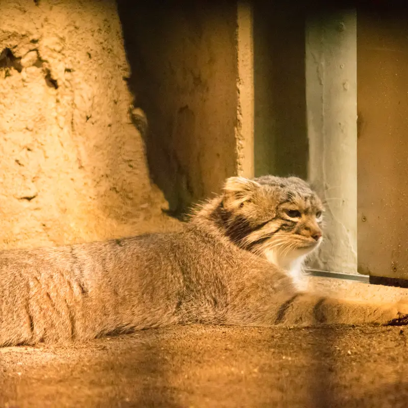 A photograph of Figa in Nogeyama Zoo