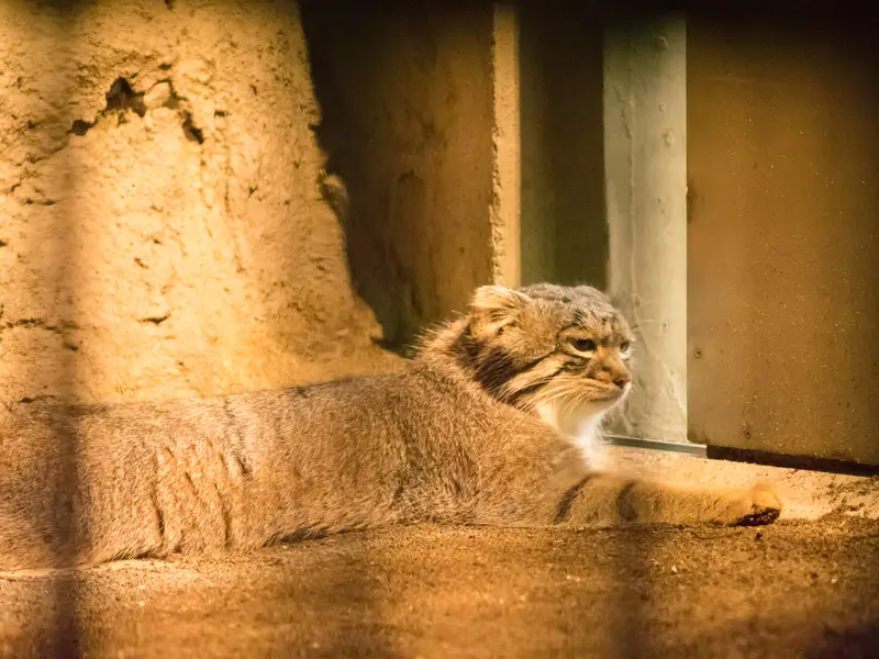 A photograph of Figa in Nogeyama Zoo