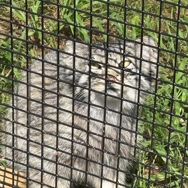 A photograph of Reza in Elmwood Park Zoo
