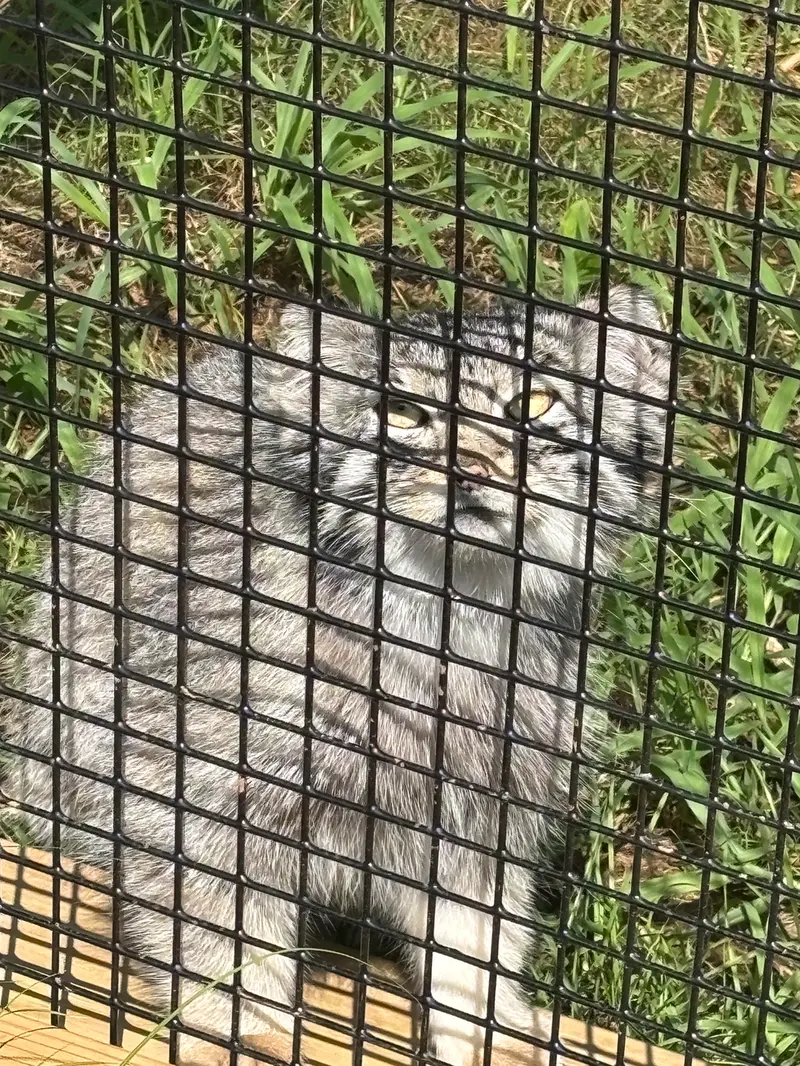 A photograph of Reza in Elmwood Park Zoo